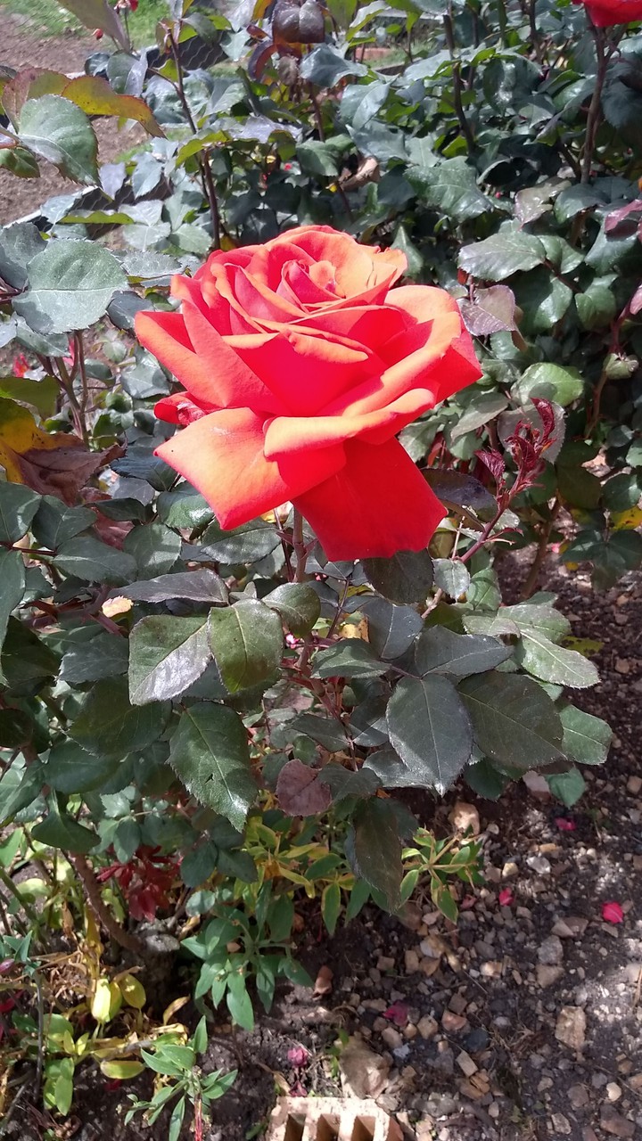 Rosas en Lenguazaque