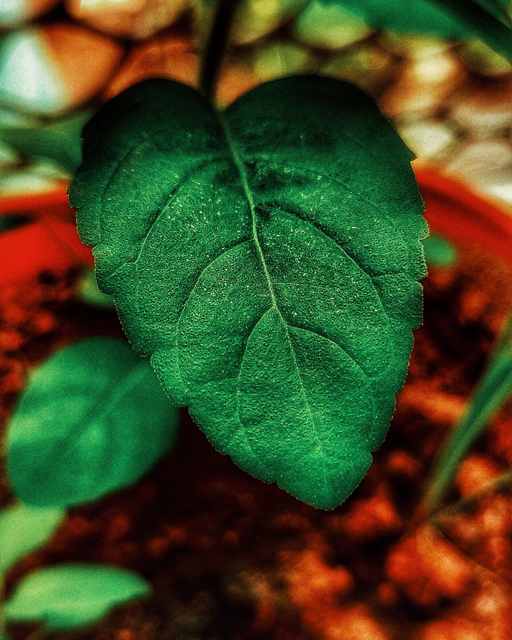 green life