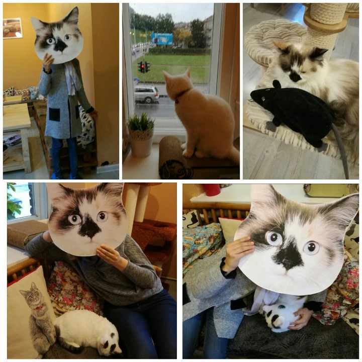 cat cafe