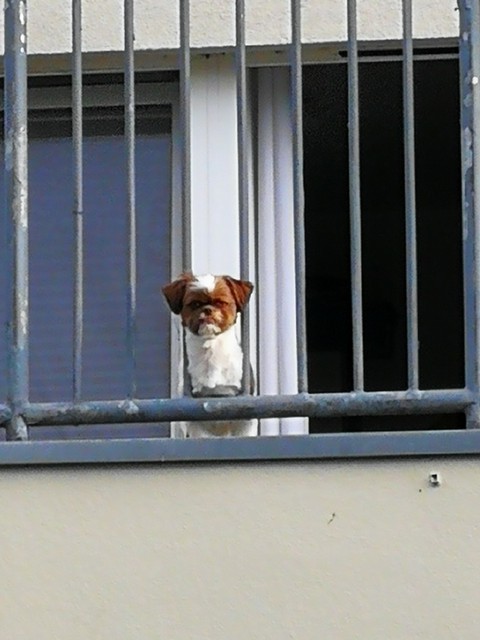 dog is watching ×××