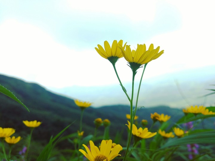 yellow flowers
