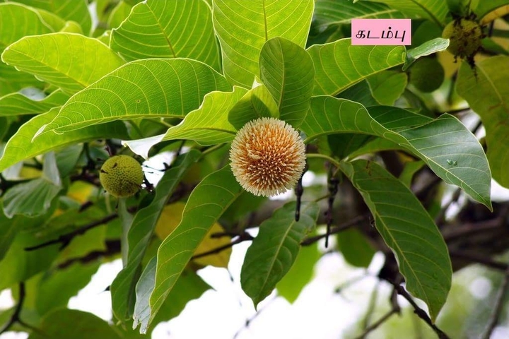 கடம்பு மரம்