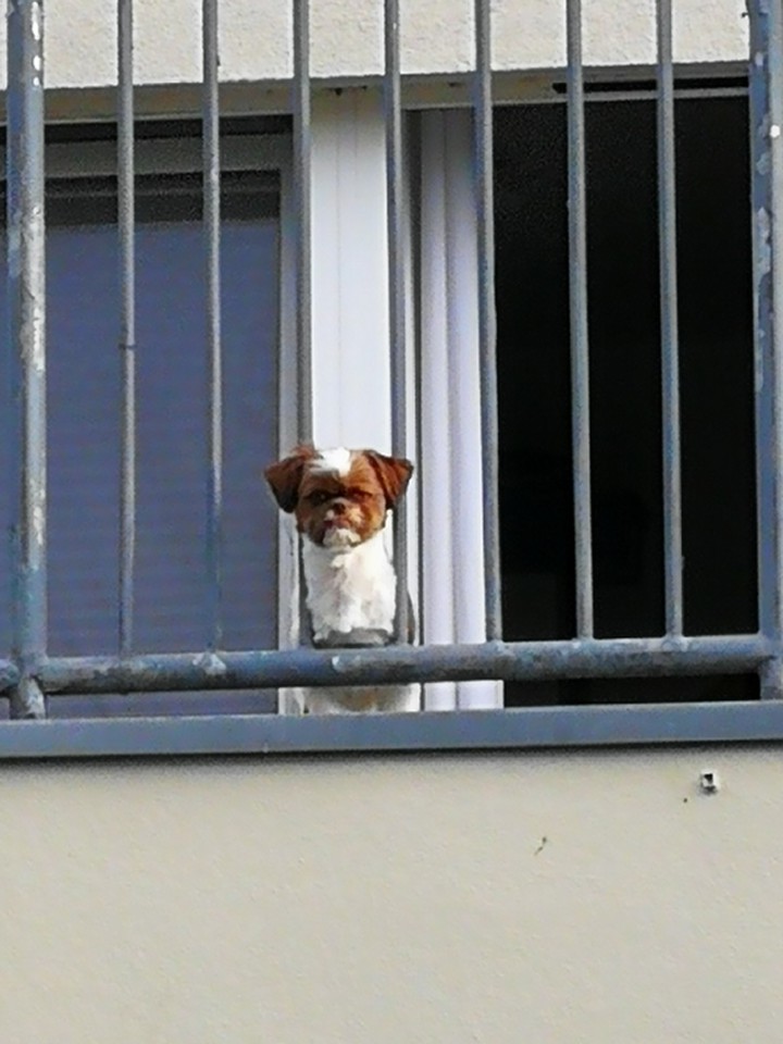 dog is watching ×××