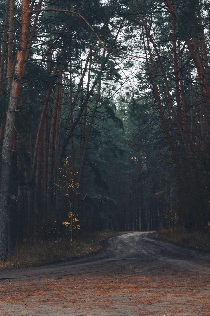 Forest walk