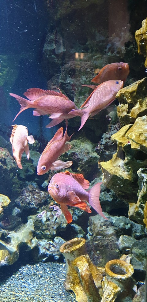 Fish