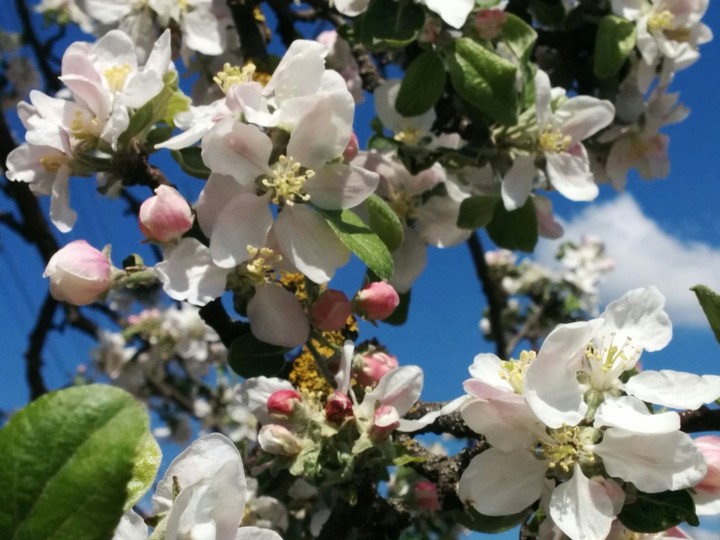 blossom