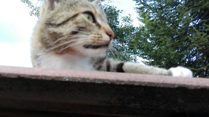 Cat in the....