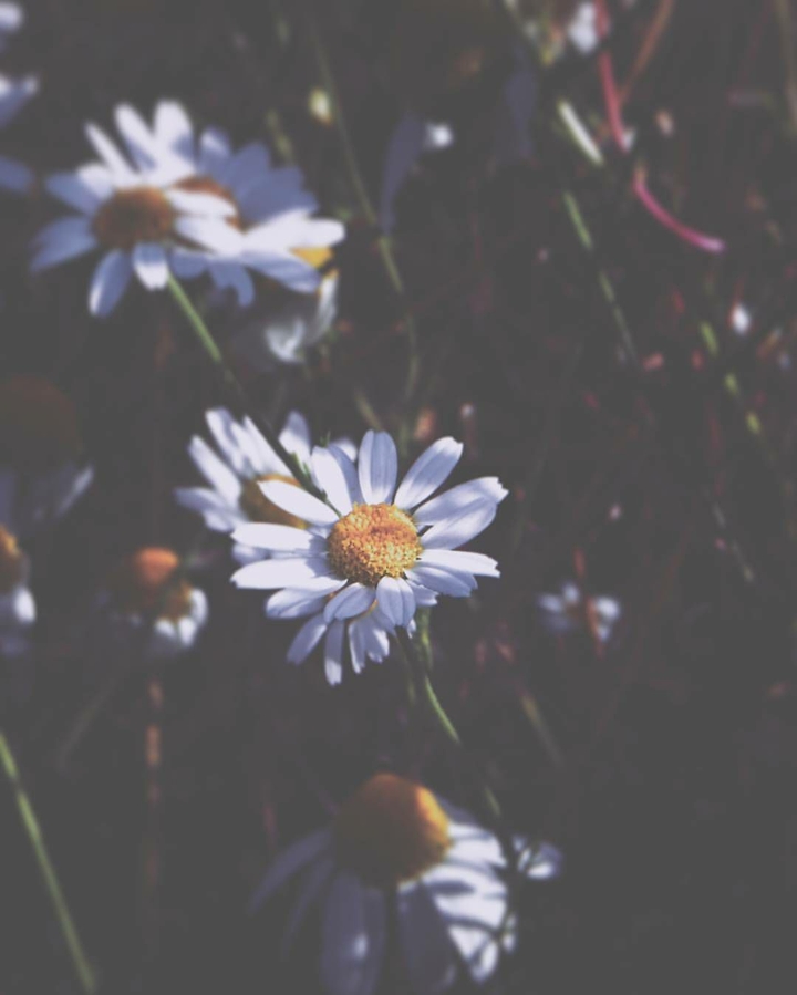 Chamomile