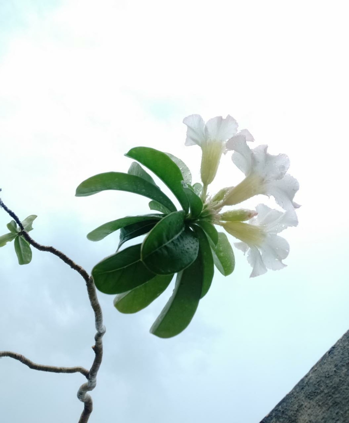 Adenium white... flowering plant