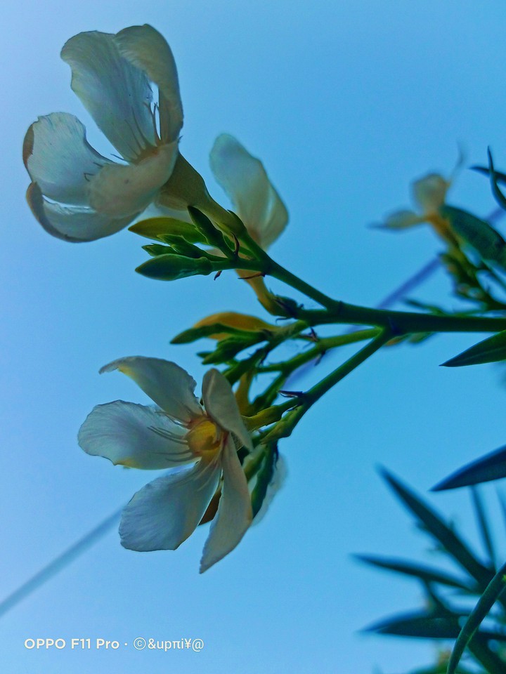 flower ?