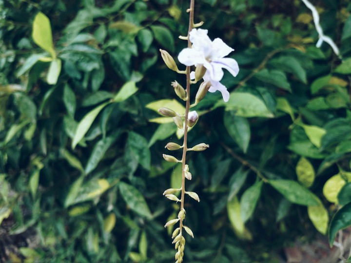 Winter blossom