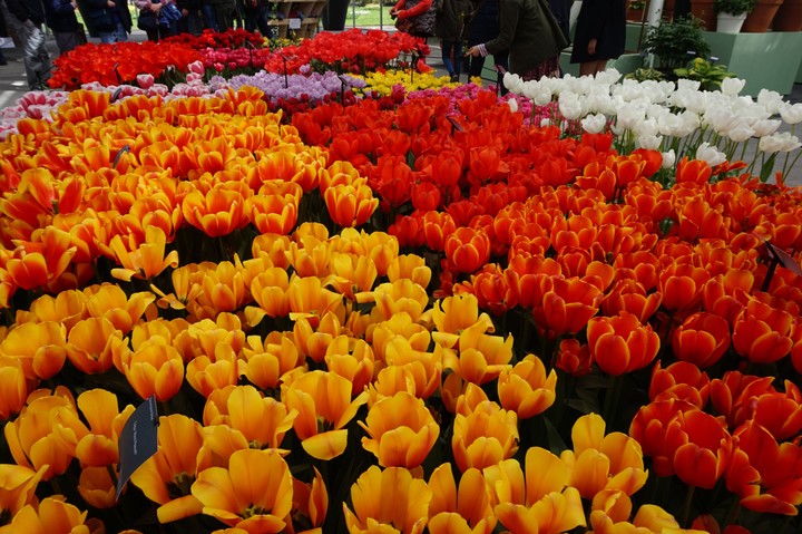 Holland