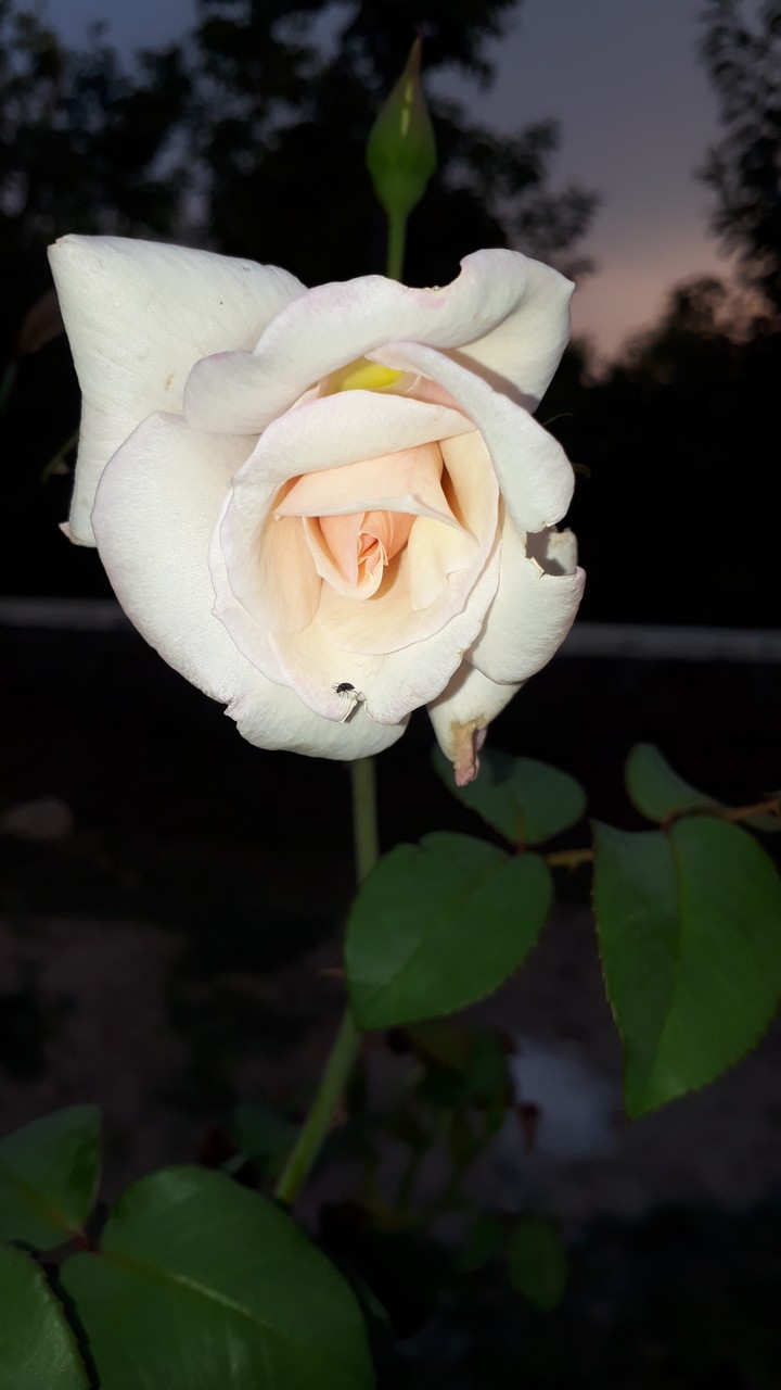 rose