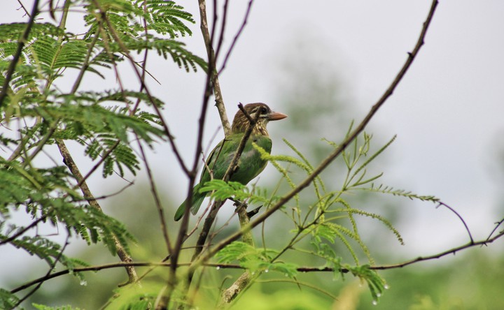Green colour Bird