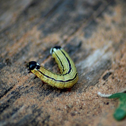 Worm