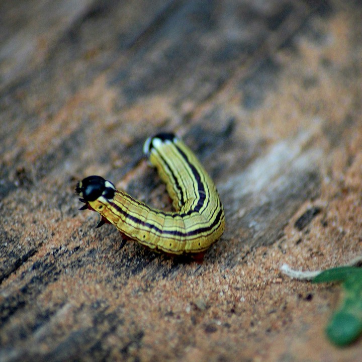 Worm