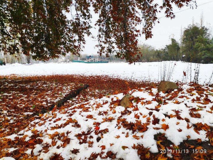 Verinag through Maple and snow