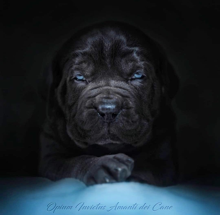 cane carso