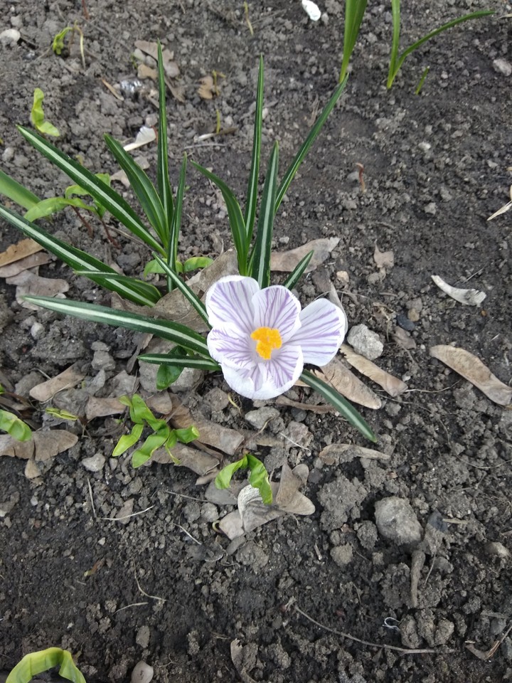spring flower