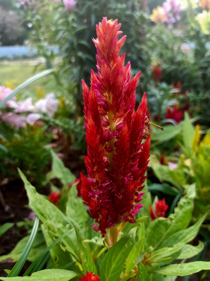 flower