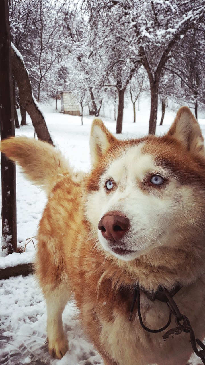 Husky dog