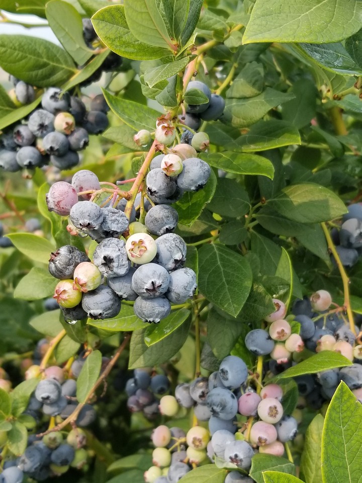 blueberry