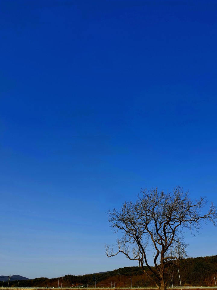 tree