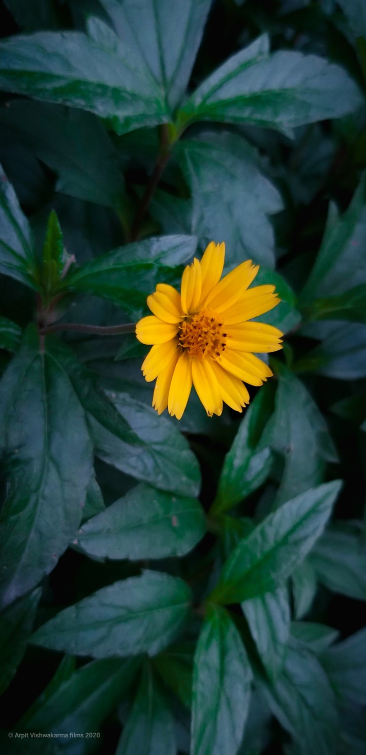 Flower Yellow