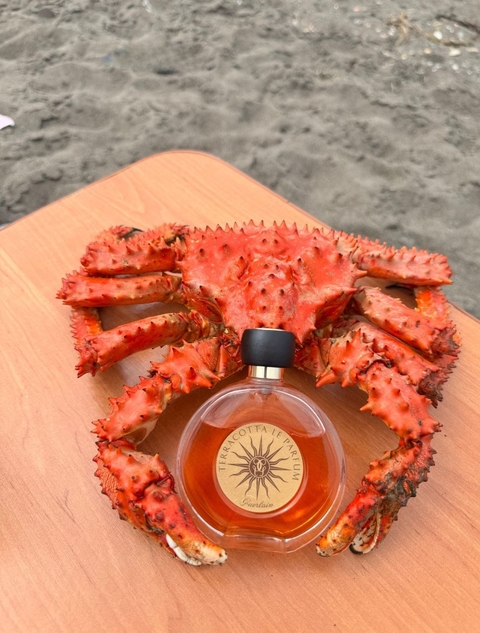 tapety food, arthropod