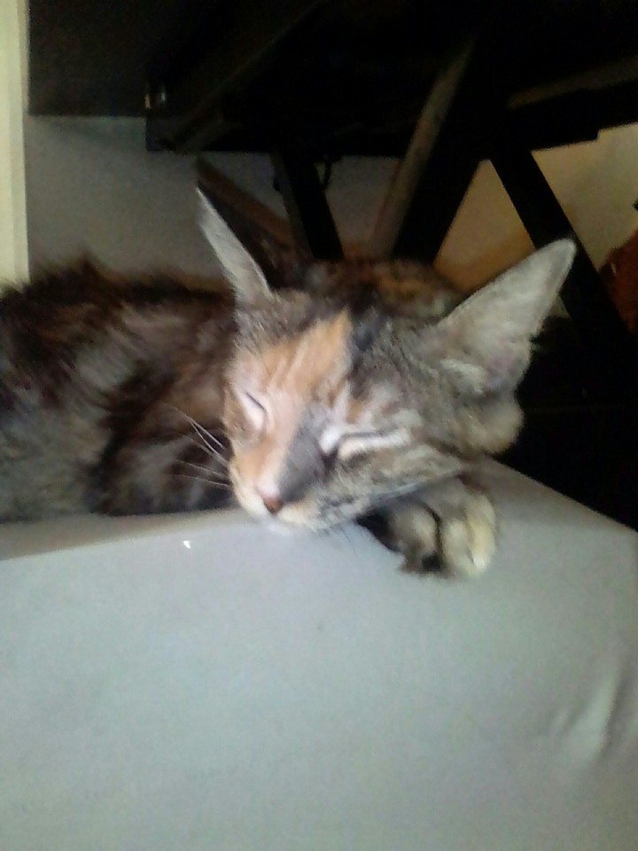 ma chatte