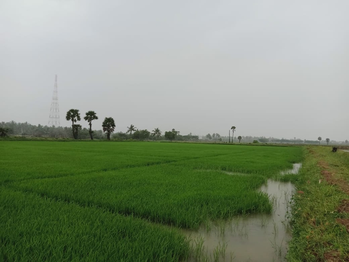 greenish nature.