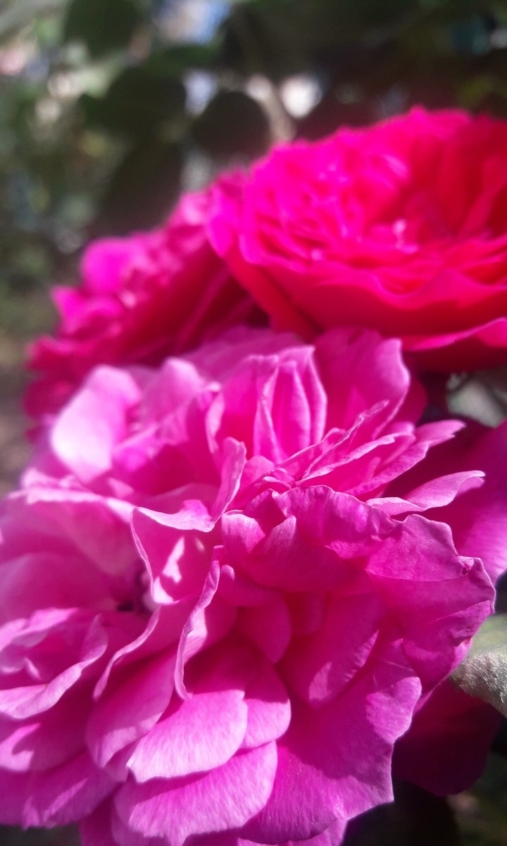 Pink roses