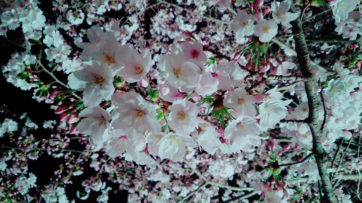 夜桜