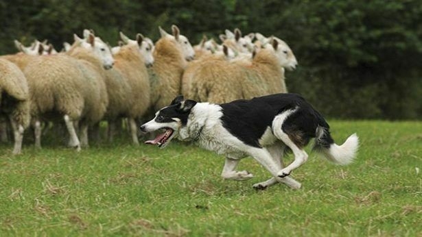 Border Collies Because There IS No Better Dog