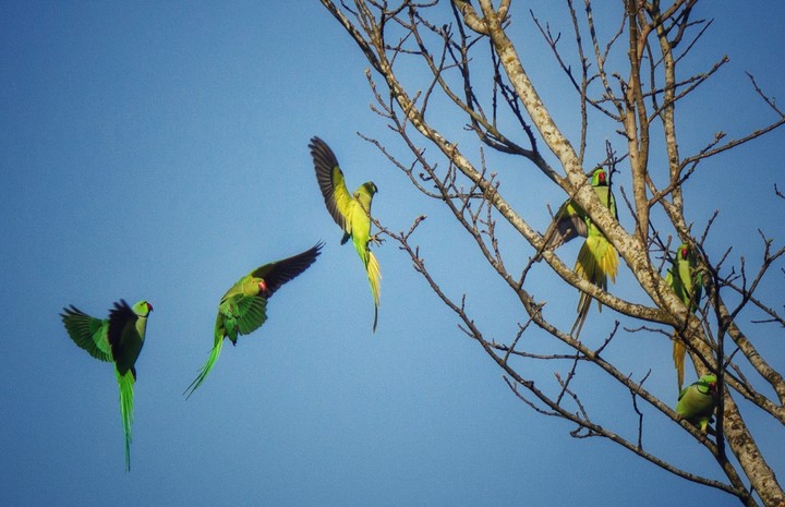 birds