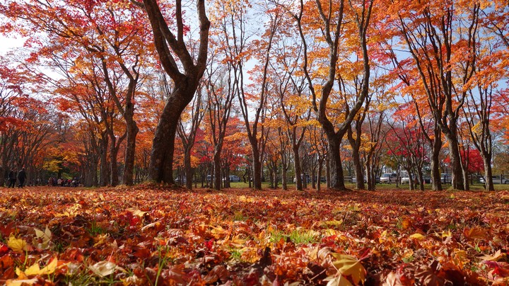 紅葉