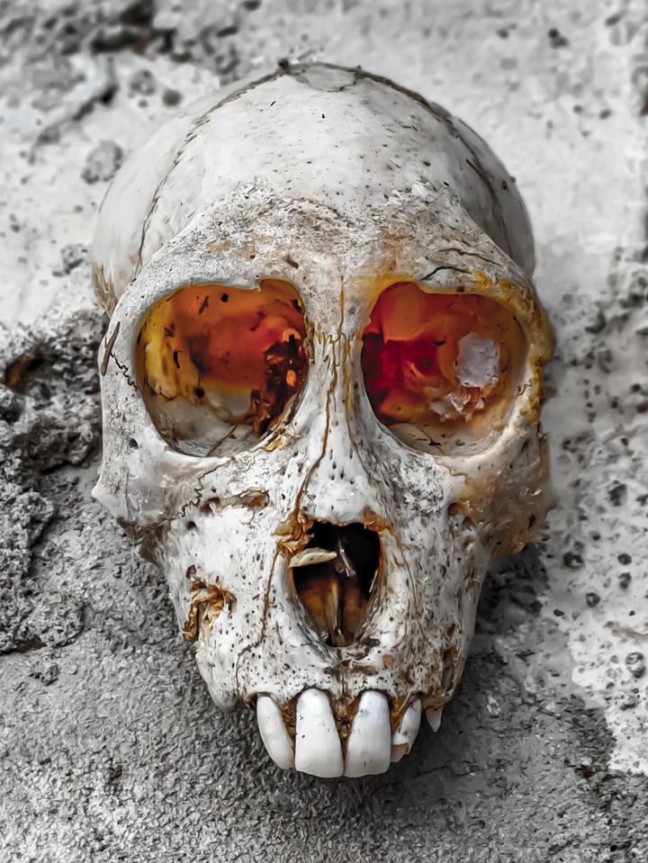SKULL