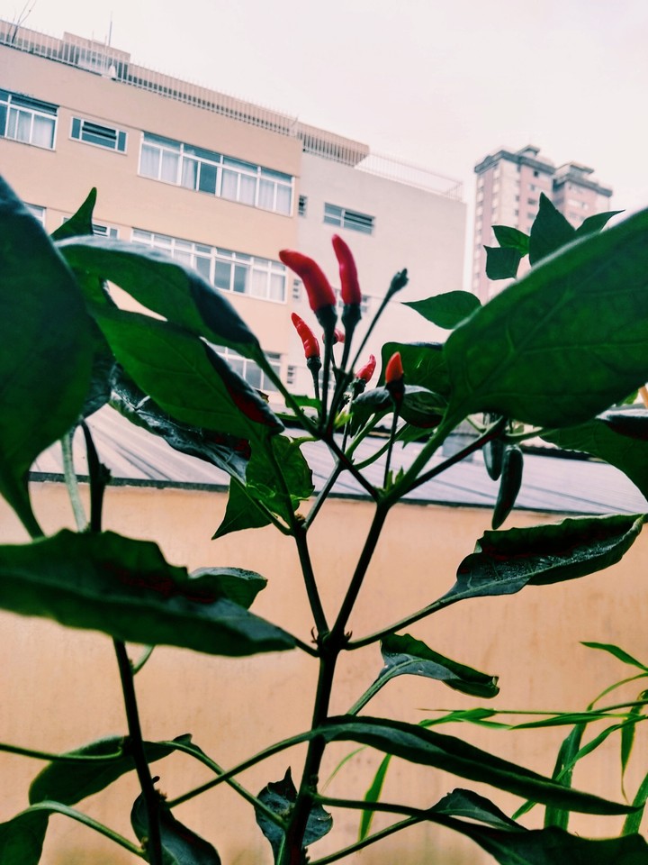 Pimenta