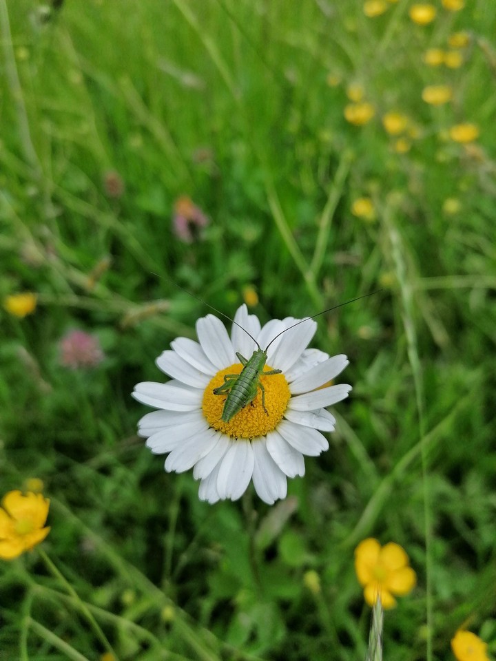 cricket on flower