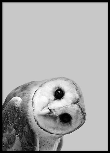 owl