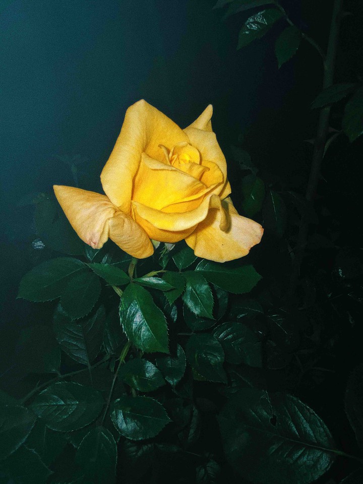 Yellow rose