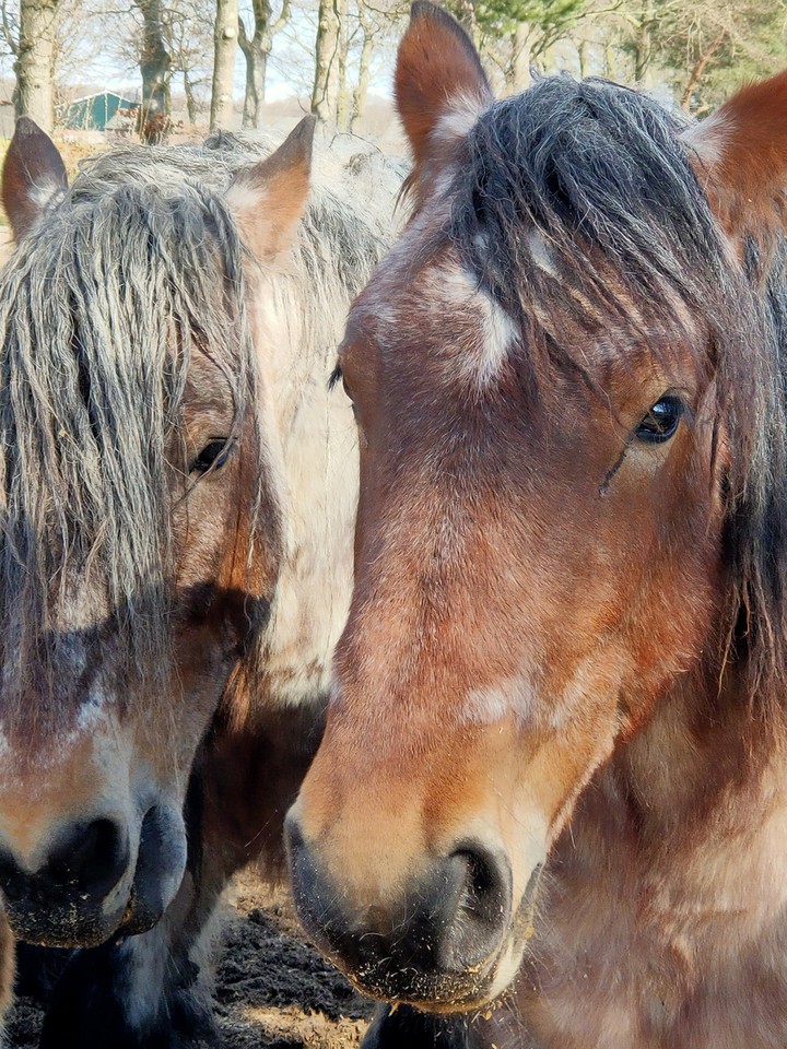 paarden