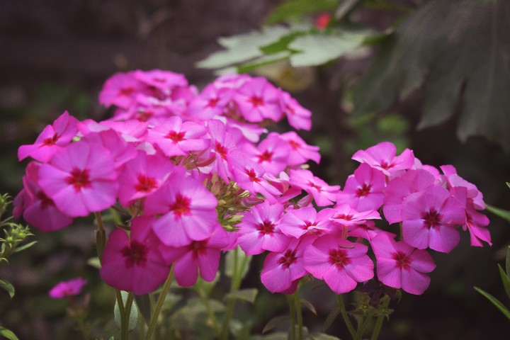 phlox???
