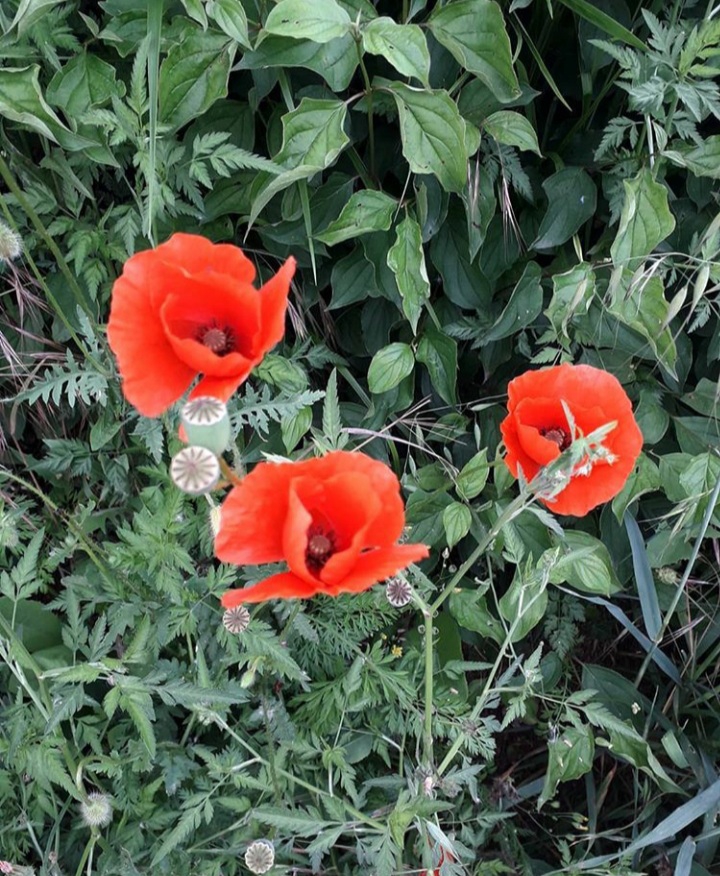 A shade of red!