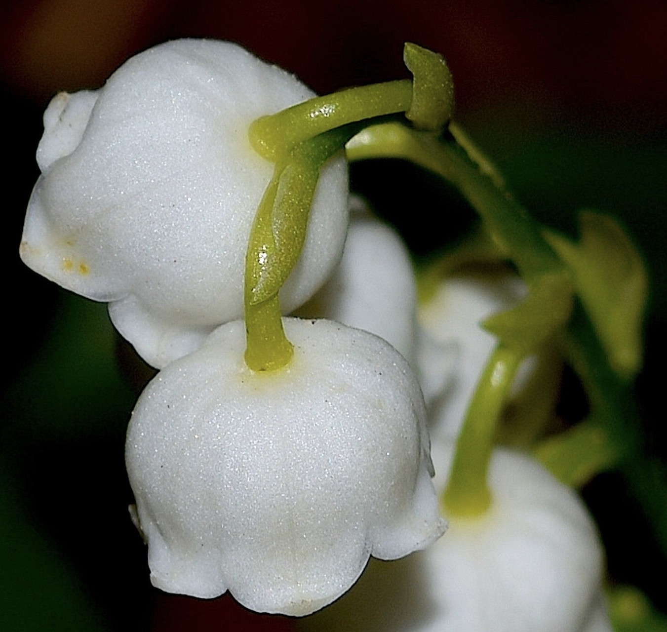fondos de pantalla petal, ceratostylis
