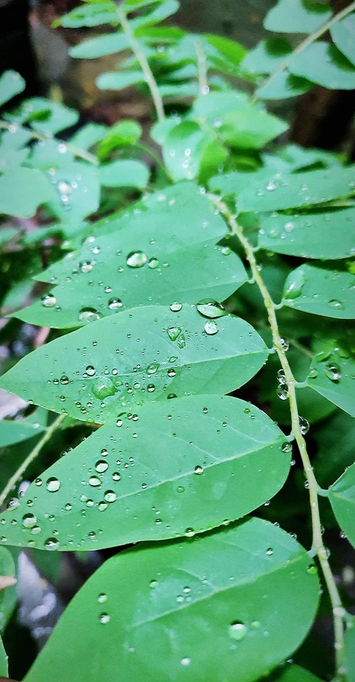 water drops