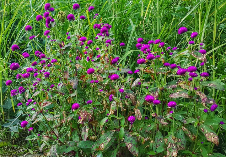 flowers