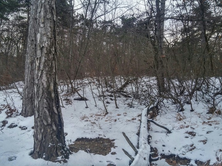 Erdő