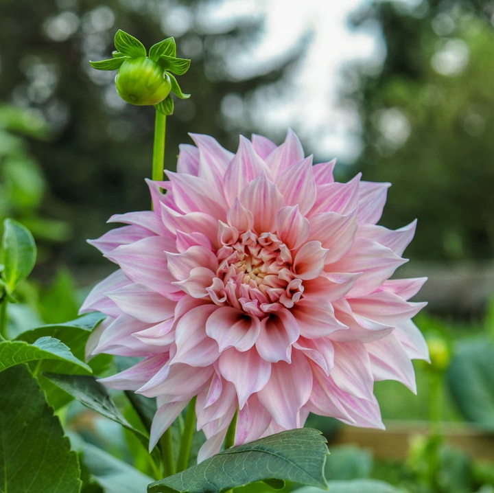 Pink flower