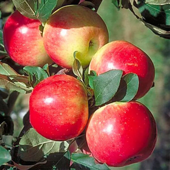 Apples